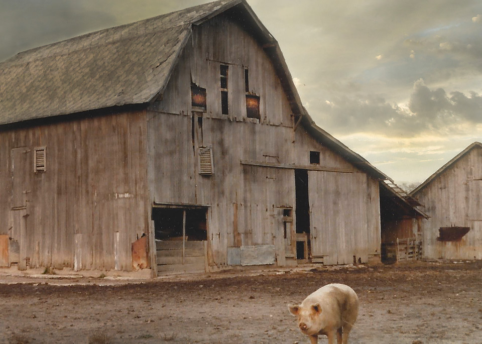 'Dad's Pig Farm' Photograph by Nancy Miller for sale as Fine Art