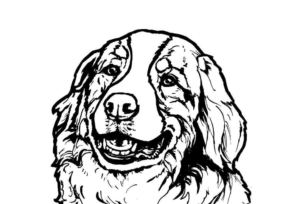 Featured image of post Black Bernese Mountain Dog Drawing
