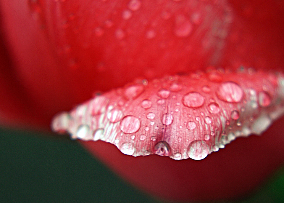 Tulip Lip