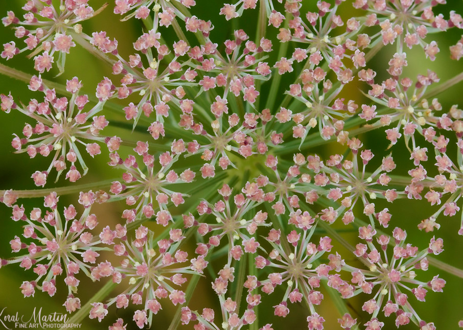 Pink Queen Anne's Lace Photograph 1347 | Koral Martin Fine Art Photography | Wildflower Photography