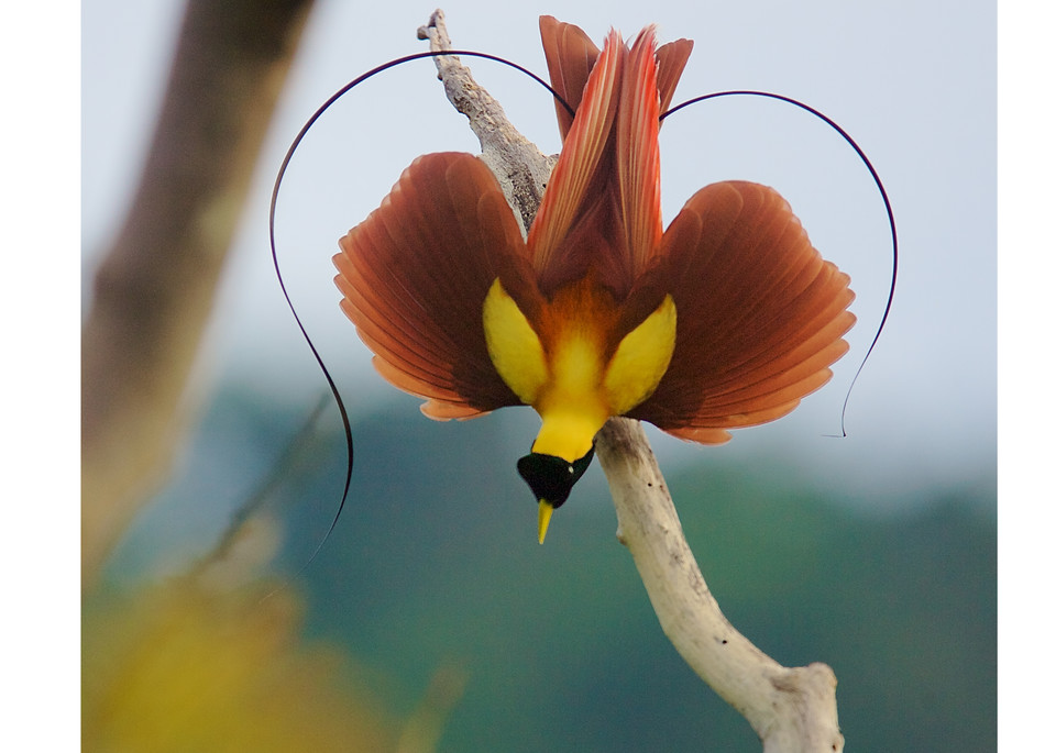 Square crop of the Red Bird-of-Paradise Heart Display