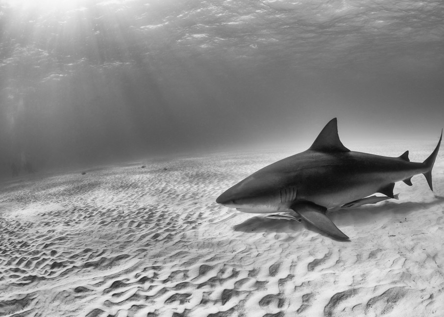 Bull Shark BW, Tiger Beach, Bahamas