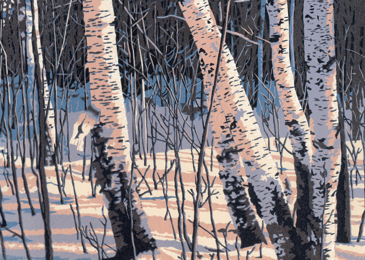 Winter birches reflect afternoon sun
