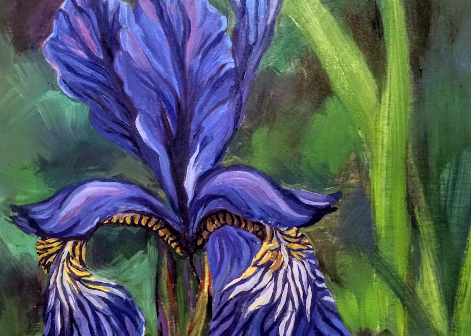 Alaska Wild Iris art print painting by Amanda Faith