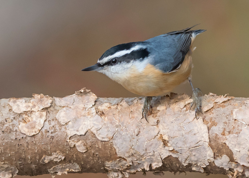 Red Breasted Nuthatch Art | Sarah E. Devlin Photography
