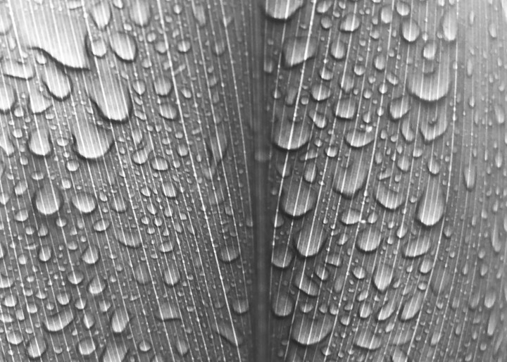 Vertical Leaf With Drops Photography Art | Brian Ross Photography