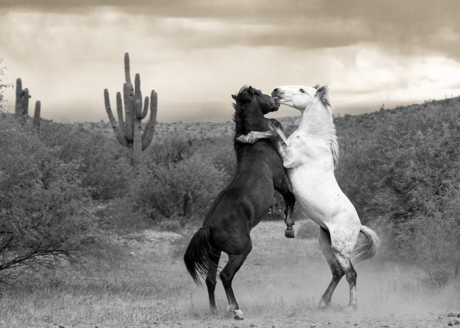 Black Horse, White Horse Fighting in the Desert