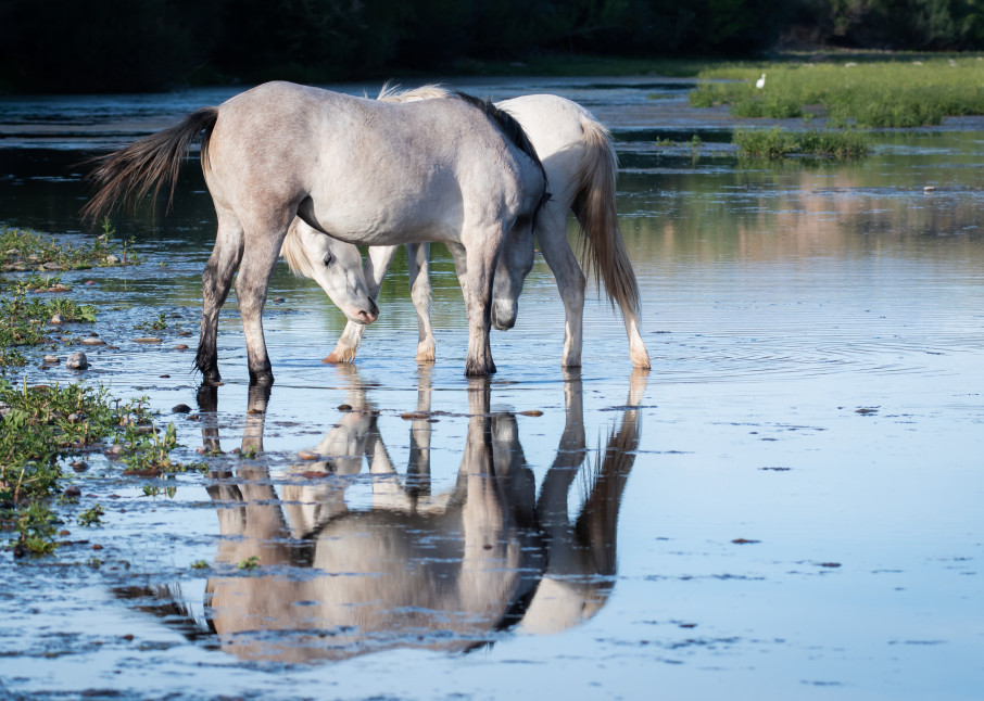 Two White Horses Viewing Their Reflections