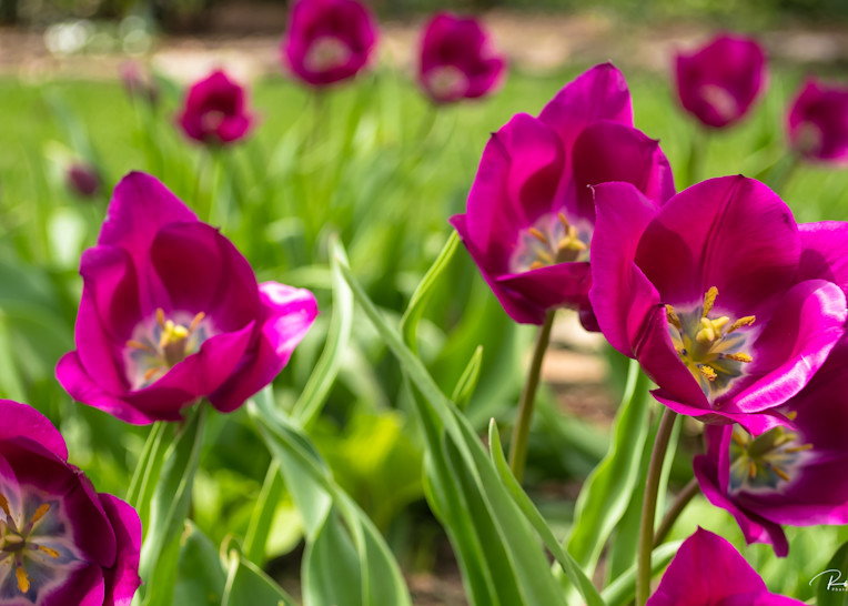 Sun Shines on Purple Tulips | Shop Prints | Robert Shugarman Photography