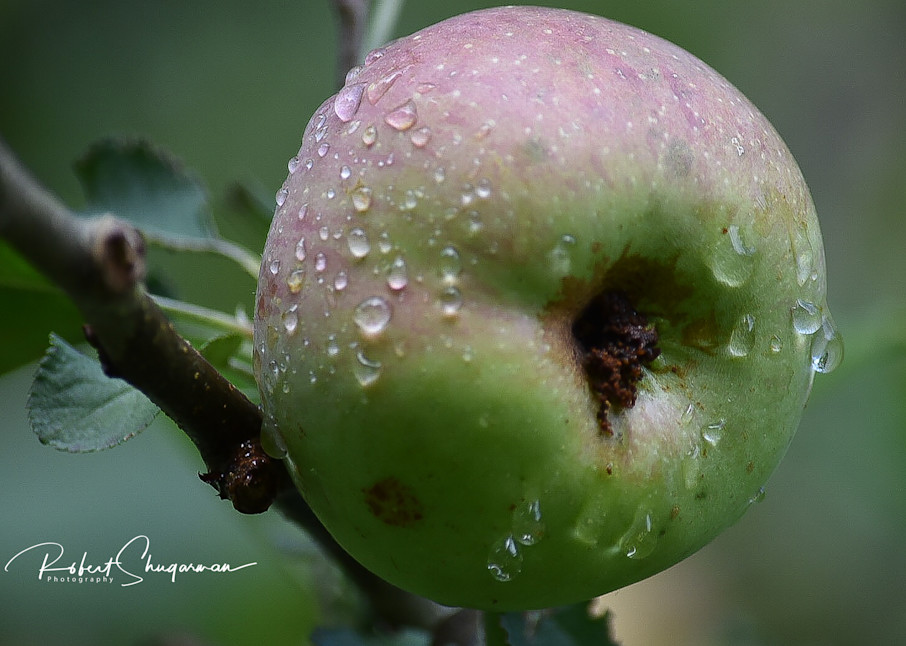 Morning Dew Collects on Apple | Shop Prints | Robert Shugarman Photography