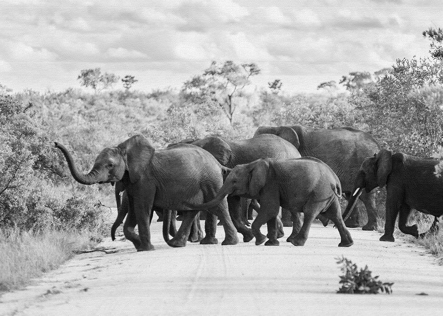 Caution... Elephants crossing