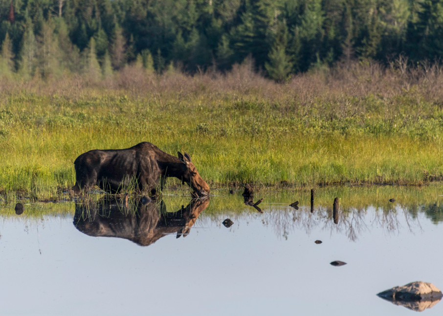reflecting-moose