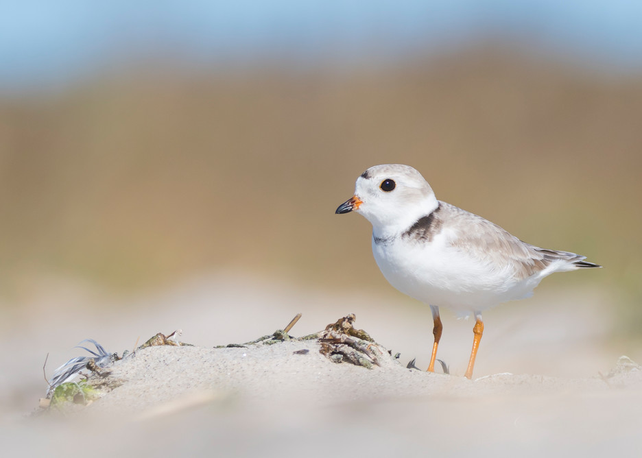 Adult Piping Plover