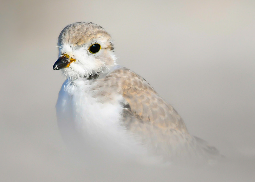 Young Piping Plover Art | Sarah E. Devlin Photography