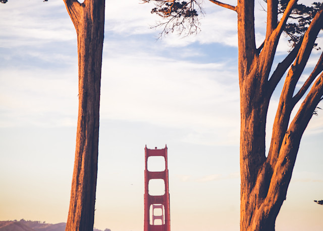 Golden Gate bridge framed by trees