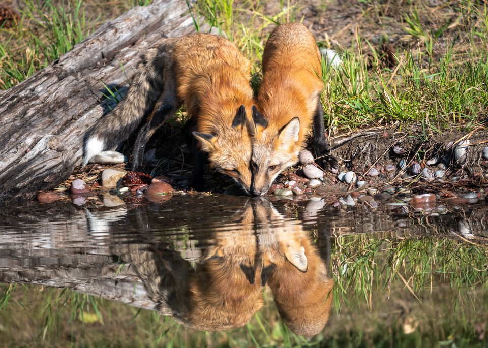 Delightful Pair of Red Foxes and Reflection Prints