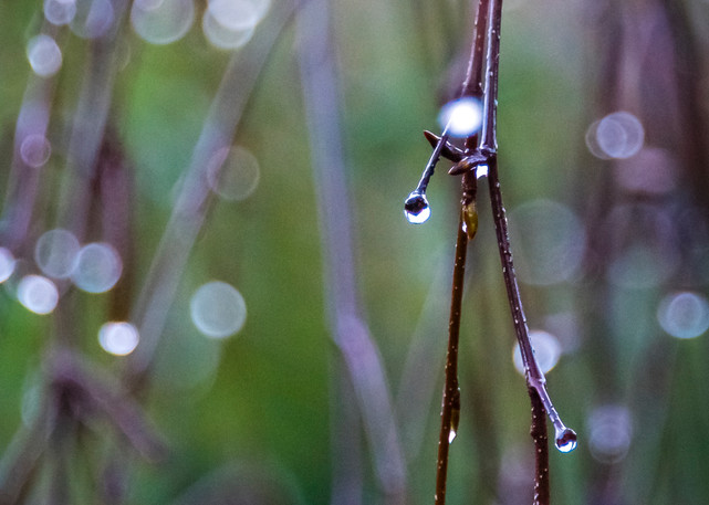 Grace Cheung-Schulman Photography / Raindrops