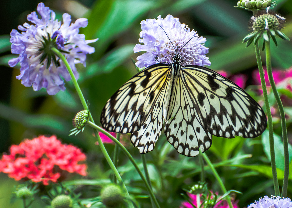 White-Butterfly-in-Garden