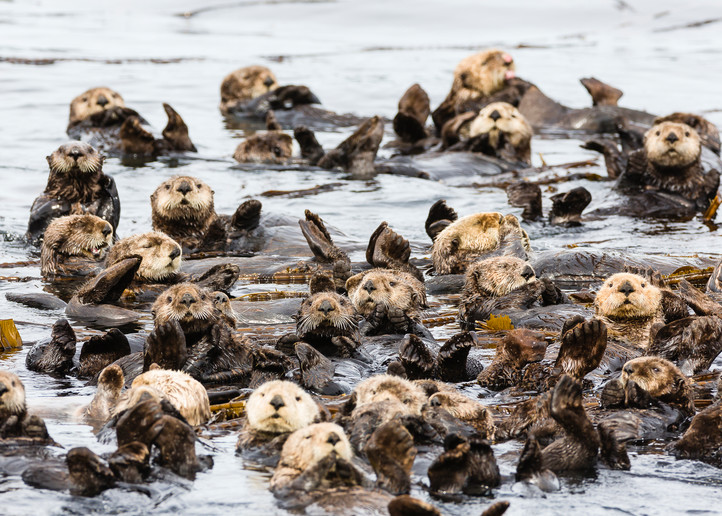 Raft of Sea Otters (Enhydra lutris) floating among kelp near Koniuji Island in Kupreanof Strait on Kodiak Island in Southwestern Alaska. Summer. Afternoon.