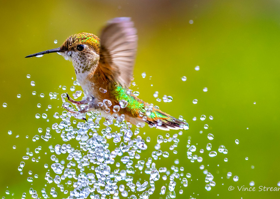 A female Rufous hummingbird takes a summer shower in a backyard birdbath.