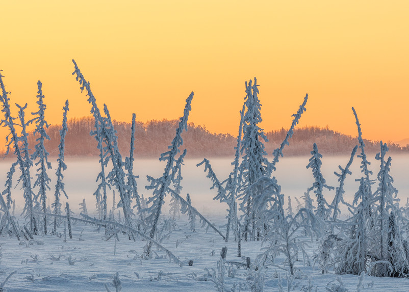 Hoarfrost covers black spruce trees as ground fog and dusk descend on Palmer Hay Flats in Southcentral Alaska. Winter. Afternoon.