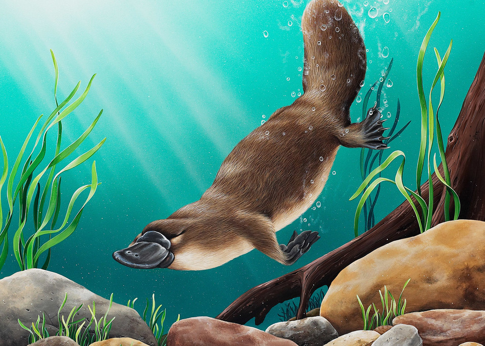 Pristine Waters Platypus Australian Native Wildlife