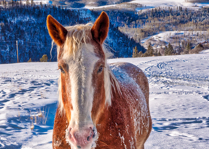 Horse On A Chilly Morning Close Up Photography Art | Peter Batty Photography