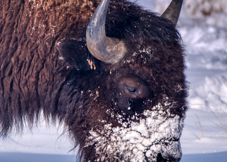 Bison In The Snow Iii Photography Art | Peter Batty Photography