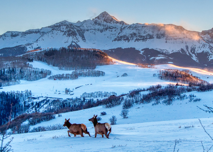Elk by Wilson Peak