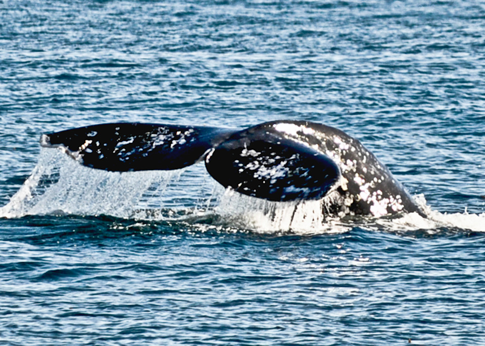 Bottom's Up, Whale, Photograph, 