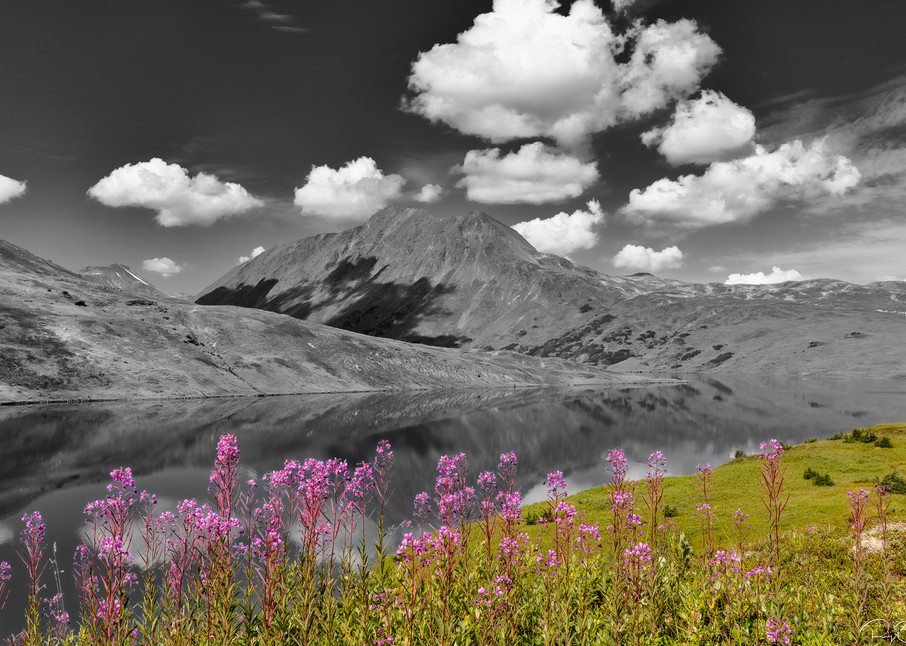 Common Fireweed (Epilobium augustifolium) adorns Lost Lake and the Kenai Mountains in Southcentral Alaska. Summer. Afternoon.
