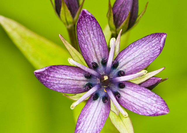 Closeup of Star Gentian (Swertia perennis) in Archangel Valley at Hatcher Pass in Southcentral Alaska. Afternoon. Summer.
