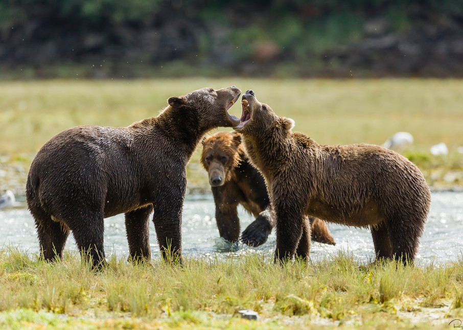 Male brown bears (Ursus arctos) vocalize for dominance to fish for salmon along Geographic Creek at Geographic Harbor in Katmai National Park in Southwestern Alaska. Summer. Afternoon.