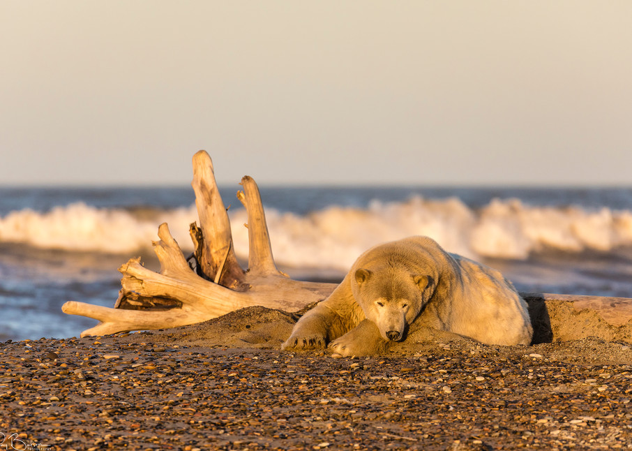 The setting sun illuminates a Polar Bear (Ursus maritimus) resting along the Beaufort Sea waiting for the ocean to freeze to forage for seals in Kaktovik, Alaska. Autumn.