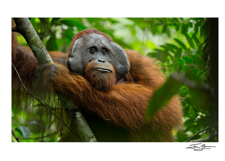 Large adult male is king of the Indonesian jungle.  Orangutan photograph fine art for your home.