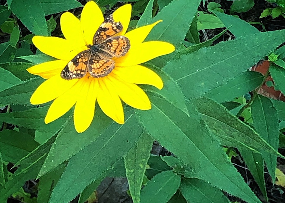 butterflyflower