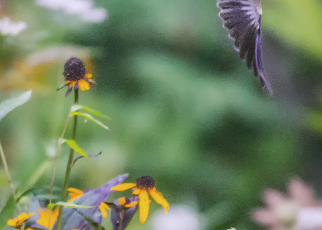 Momma And Baby Goldfinches Art | Drew Campbell Photography