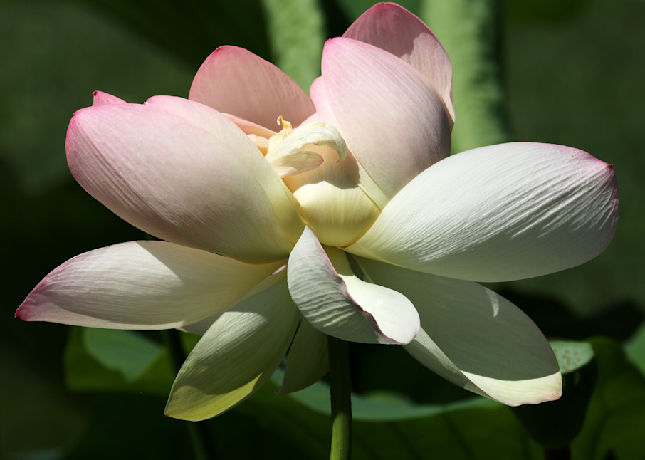 Lotus Blossom Art | Moore Design Group