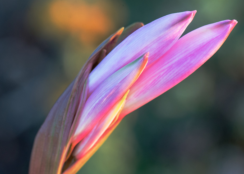 Naked Lady Bud Art | Drew Campbell Photography