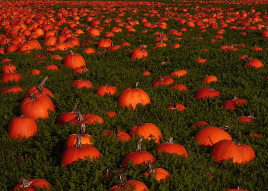 Pumpkin Field Art | Drew Campbell Photography