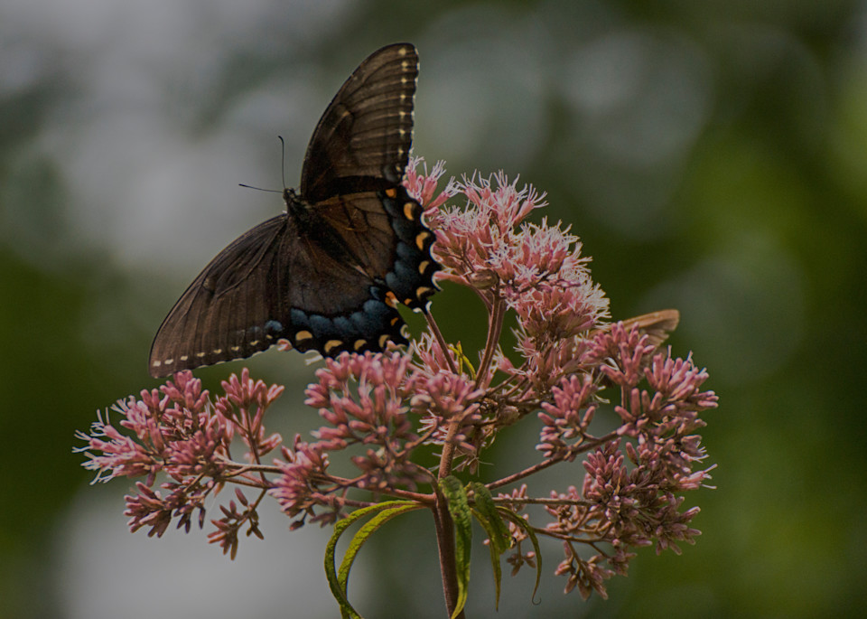 Butterfly On Joe Pye Weed Art | Drew Campbell Photography
