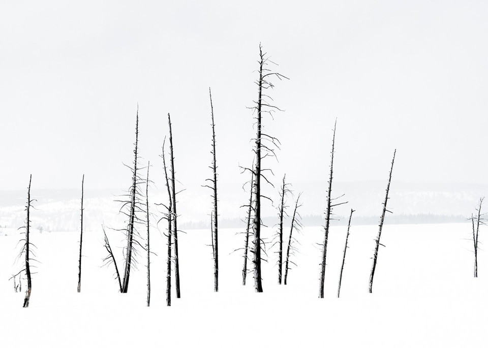 Trees In Yellowstone Art | Drew Campbell Photography