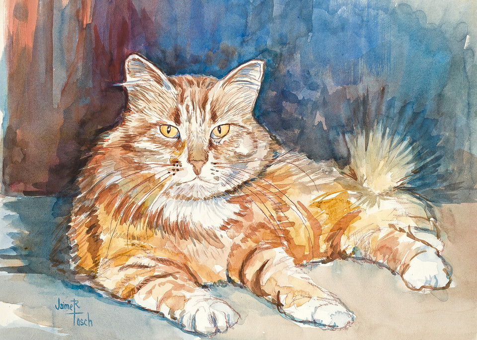 orange cat, pet animal