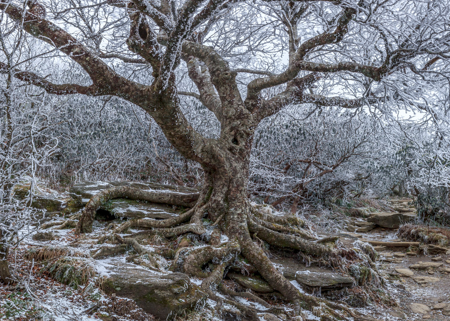 Frozen Birch Art | Red Rock Photography