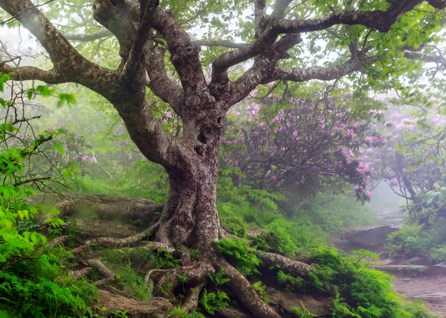 Twisted Birch of Craggy