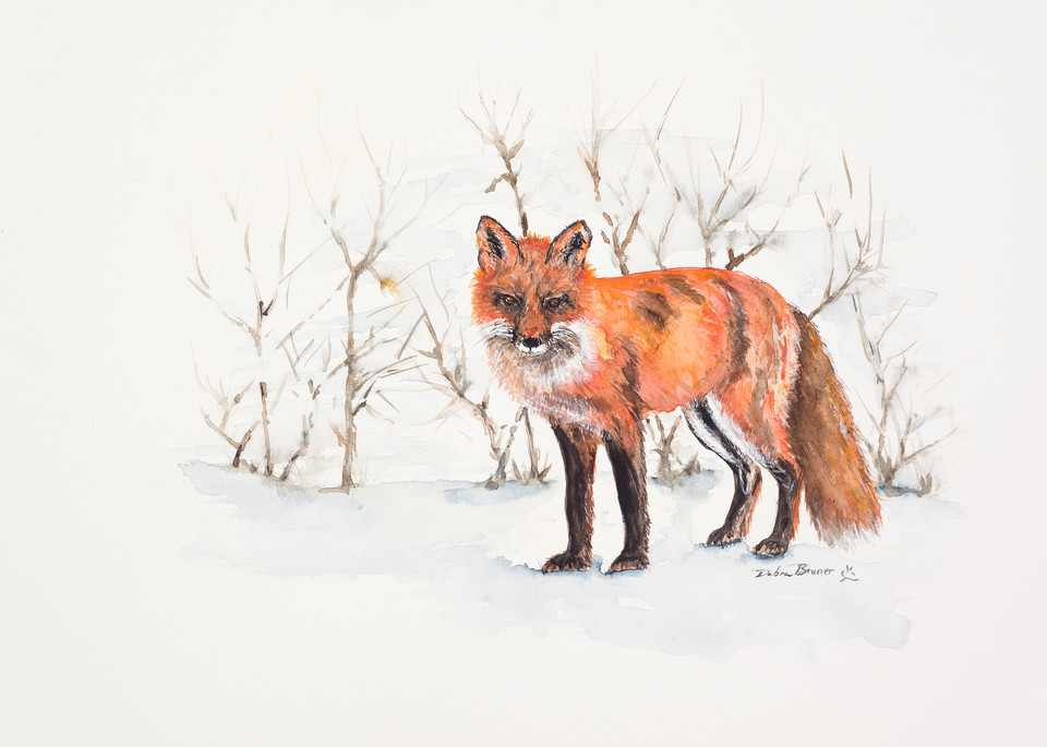 The Winter Fox  Art | Debra Bruner Studio