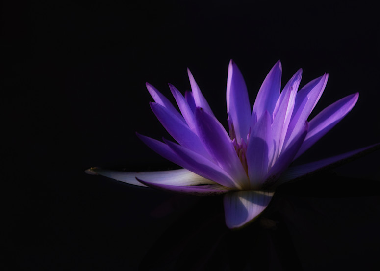 Lavender Lily