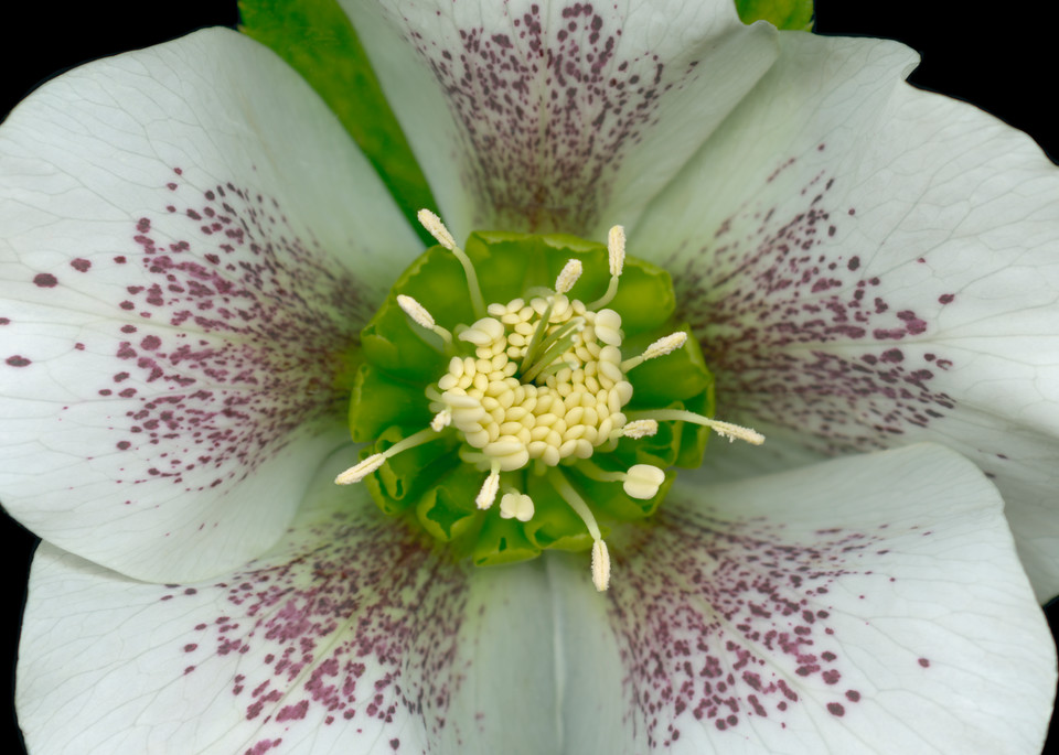 Royal Heritage Hellebore Squared. Contemporary ultra high resolution wall art. A print of an original artwork by Mary Ahern Artist.