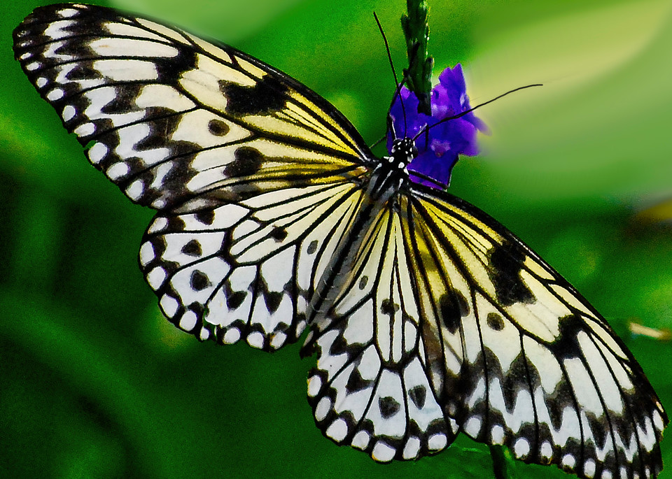 Black and White Striped Butterfly