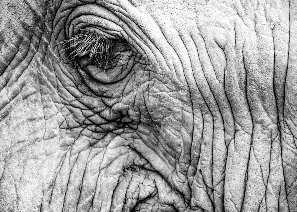 Elephant Eye No. 1, 2017 by artist Carolyn A. Beegan